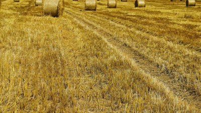 “Tarladan Sofraya” Sürdürülebilir Tarımın İyi Uygulamaları Arasında!